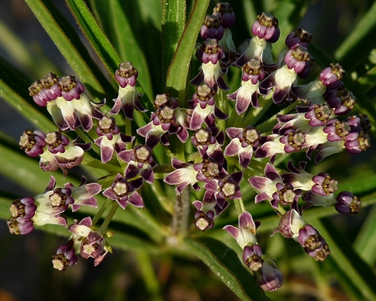 {Asclepias longifolia}
